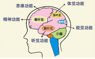 早尚好學能研究中心專門為客戶提供專業(yè)的臨沂全腦開發(fā) 右腦開發(fā)哪家便宜